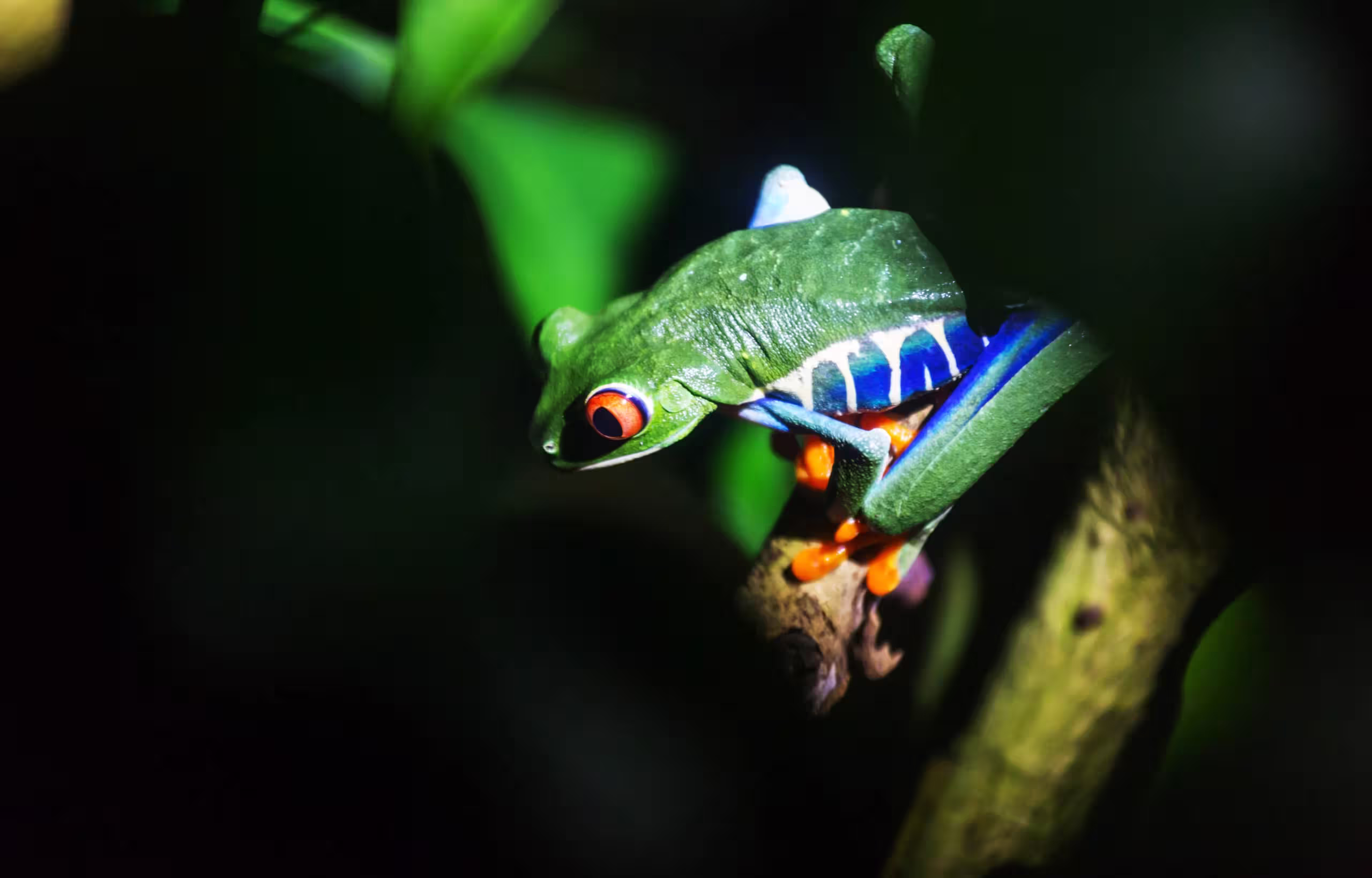 Jungle Night Tour in Costa Rica Rainforest — photo 1