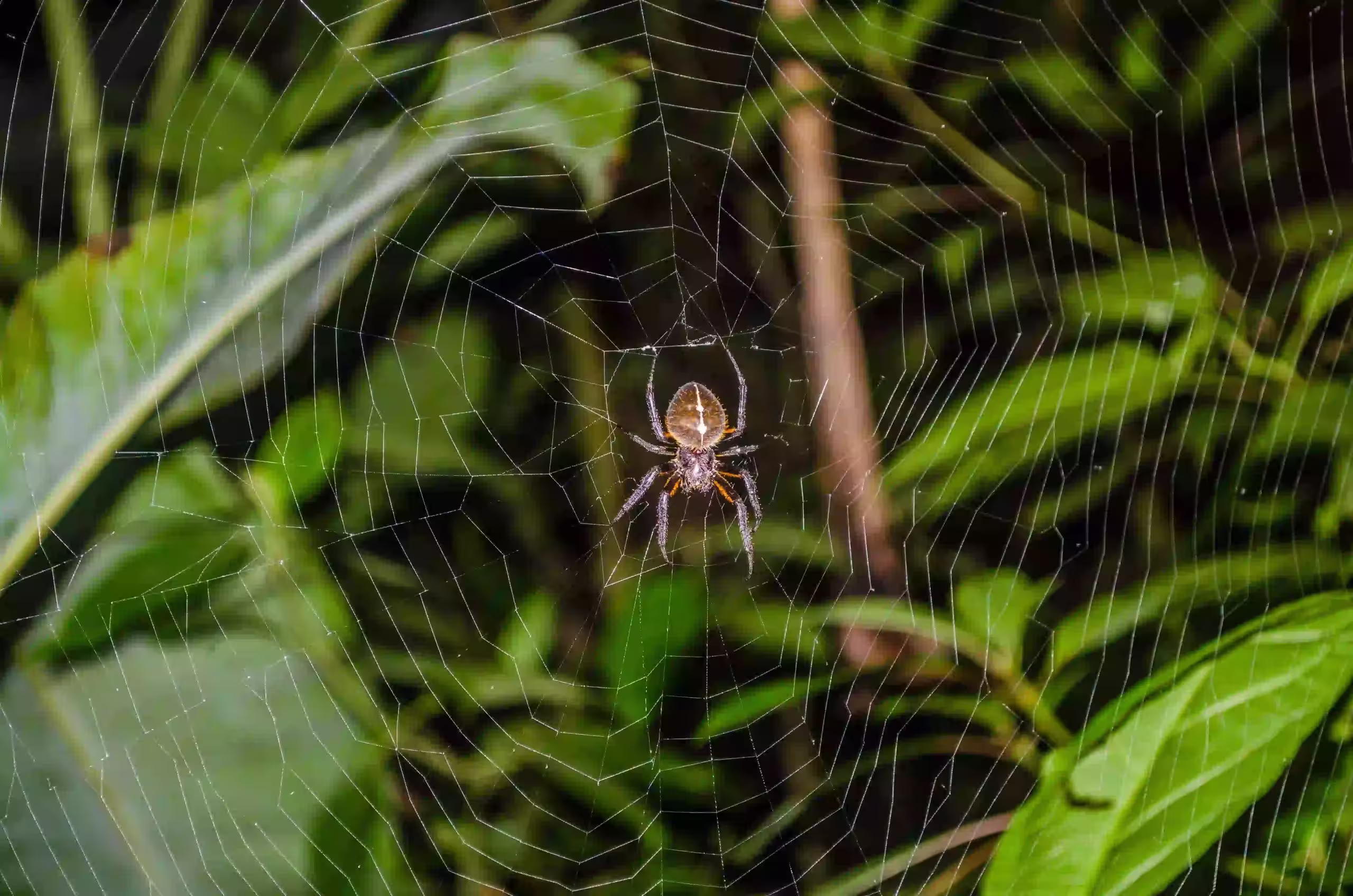 Jungle Night Tour in Costa Rica Rainforest — photo 4