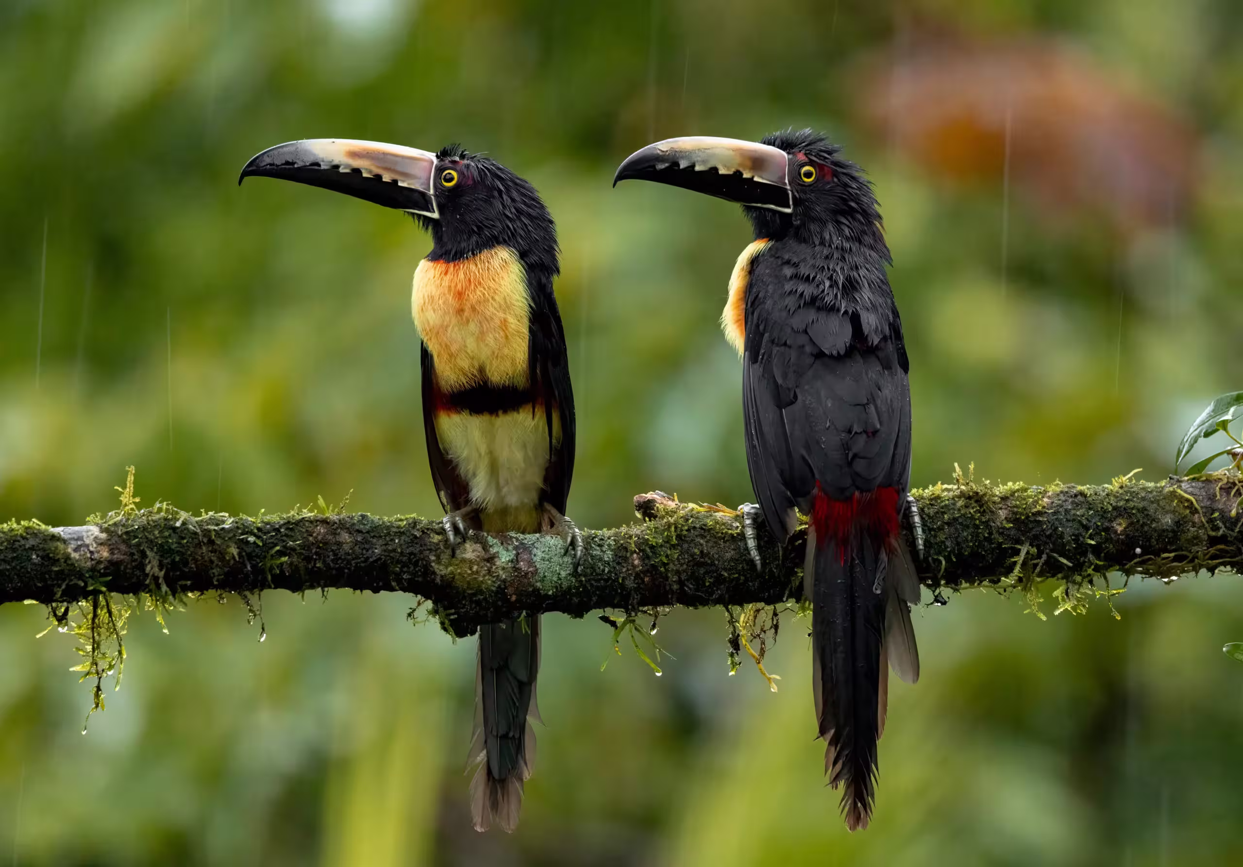 Bird Watching in Costa Rica’s Rainforest — photo 3