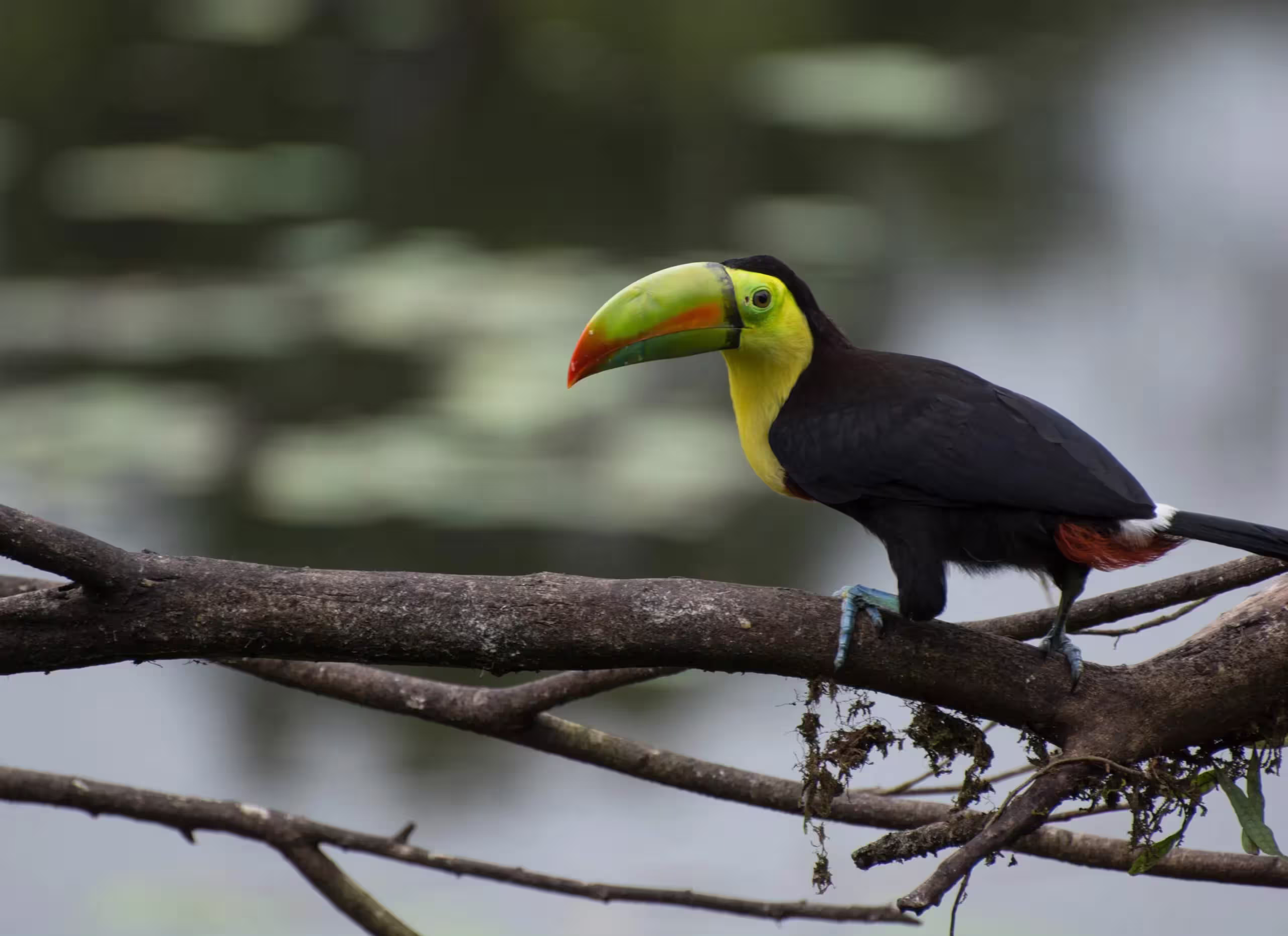 Bird Watching in Costa Rica’s Rainforest — photo 4