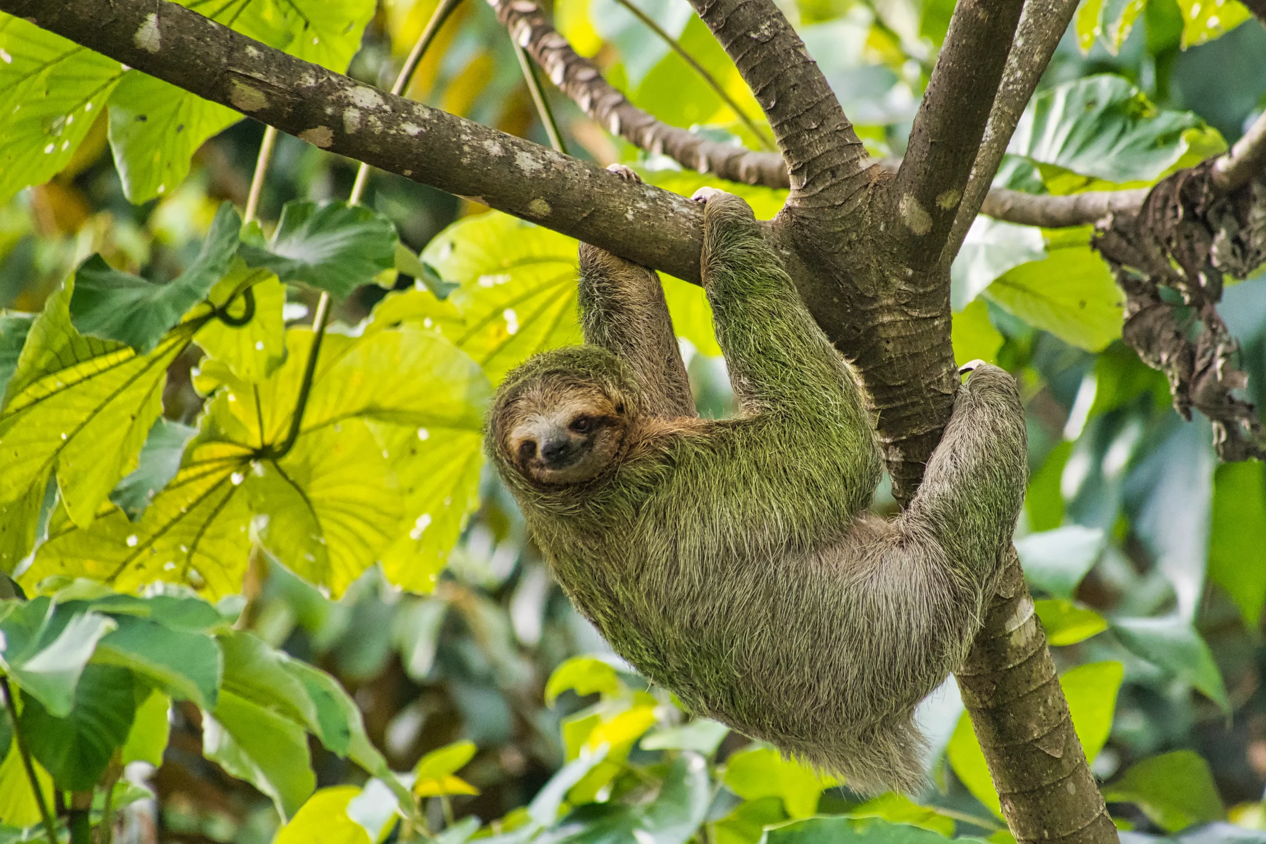 Sloth Tour in Costa Rica Rainforest
